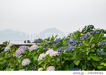 住吉公園に咲くアジサイの花 住吉公園に咲くアジサイの花 140394382