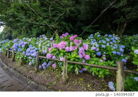 住吉公園に咲くアジサイの花 140394387