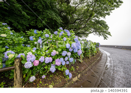 住吉公園に咲くアジサイの花 住吉公園に咲くアジサイの花 140394391