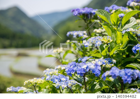 アジサイの花咲く番所の棚田の風景 アジサイの花咲く番所の棚田の風景 140394482