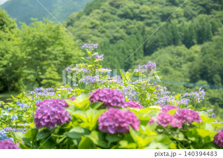 アジサイの花咲く番所の棚田の風景 アジサイの花咲く番所の棚田の風景 140394483