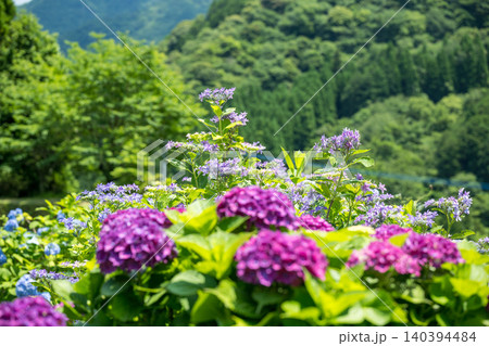 アジサイの花咲く番所の棚田の風景 アジサイの花咲く番所の棚田の風景 140394484