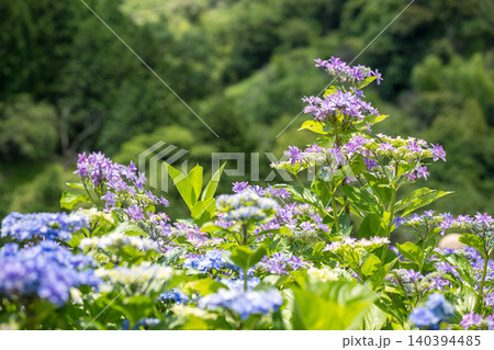 アジサイの花咲く番所の棚田の風景 アジサイの花咲く番所の棚田の風景 140394485