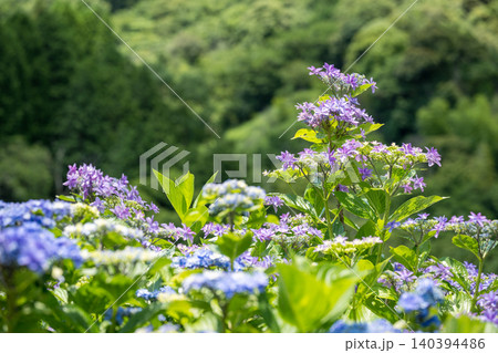 アジサイの花咲く番所の棚田の風景 アジサイの花咲く番所の棚田の風景 140394486