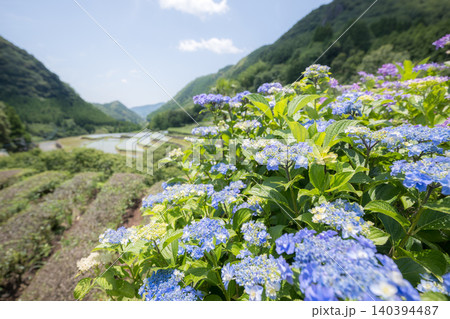 アジサイの花咲く番所の棚田の風景 アジサイの花咲く番所の棚田の風景 140394487