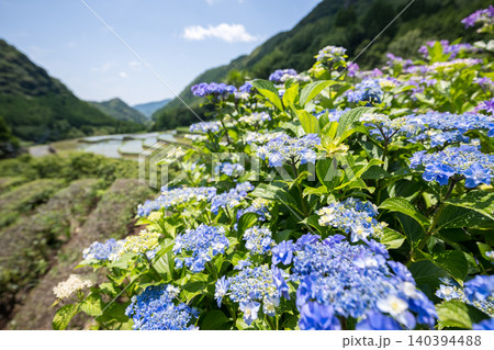 アジサイの花咲く番所の棚田の風景 アジサイの花咲く番所の棚田の風景 140394488