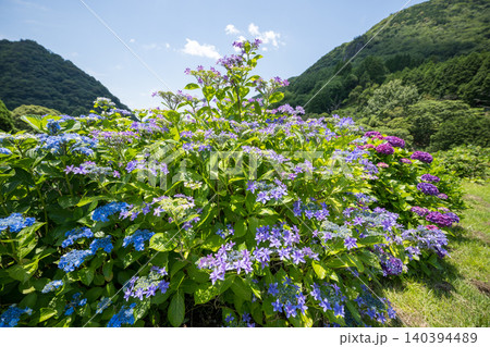 アジサイの花咲く番所の棚田の風景 アジサイの花咲く番所の棚田の風景 140394489