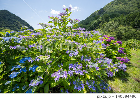 アジサイの花咲く番所の棚田の風景 アジサイの花咲く番所の棚田の風景 140394490