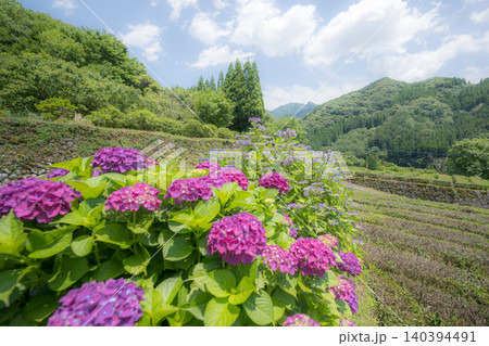 アジサイの花咲く番所の棚田の風景 アジサイの花咲く番所の棚田の風景 140394491