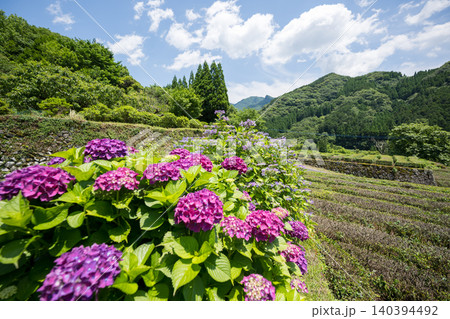 アジサイの花咲く番所の棚田の風景 140394492