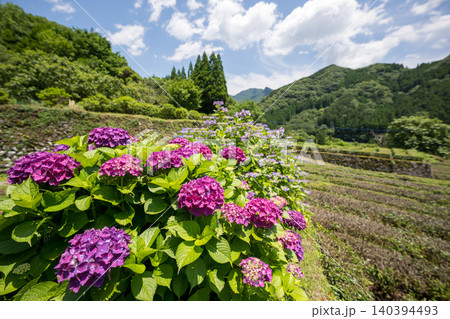 アジサイの花咲く番所の棚田の風景 アジサイの花咲く番所の棚田の風景 140394493