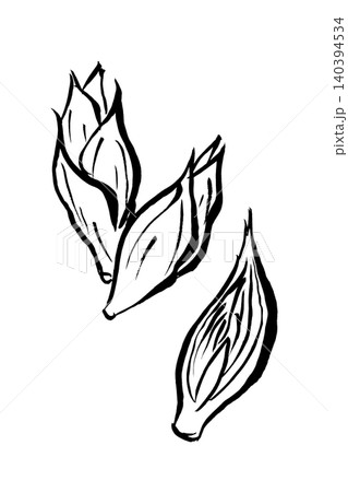 筆絵 茗荷 筆絵 茗荷 140394534