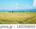 Beautiful field rice with blue sky in Thailand 140394660
