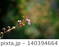 Blooming pink Wild Himalayan Cherry Tree or Sour Cherry,  Prunus cerasoides flowers blossoms branch in natural sunlight 140394664