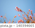 Blooming pink Wild Himalayan Cherry Tree or Sour Cherry,  Prunus cerasoides flowers blossoms branch against blue sky 140394665