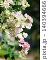 Close up Blooming fresh white and pink bougainvillea flowers plant in natural sunlight 140394666