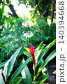 Beautiful fresh blooming red ginger or Alpinia purpurata flower aka Red ginger decorative plant and grow in tropical rainforest 140394668