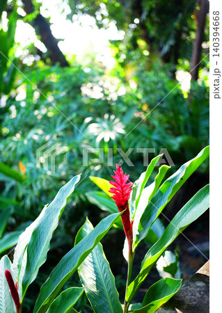 Beautiful fresh blooming red ginger or Alpinia purpurata flower aka Red ginger decorative plant and grow in tropical rainforest 140394668