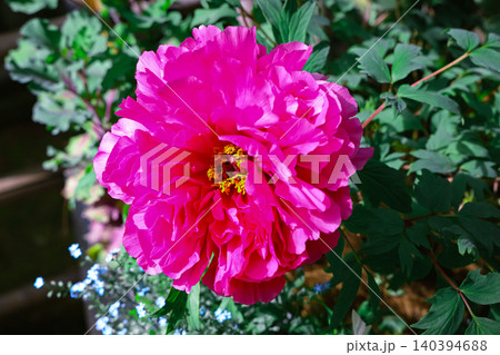 April 25 2026 Red Peony Blossom Blooming In Japanese Garden April 25 2026 Red Peony Blossom Blooming In Japanese Garden 140394688