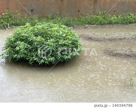 Flooded backyard vegetable garden during heavy rainfall Flooded backyard vegetable garden during heavy rainfall 140394796