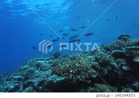 外洋の青い海とグルクンの群れ　水中写真 140394855
