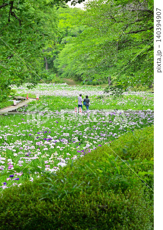 赤堀花菖蒲園 140394907