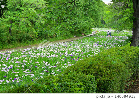 赤堀花菖蒲園 赤堀花菖蒲園 140394915