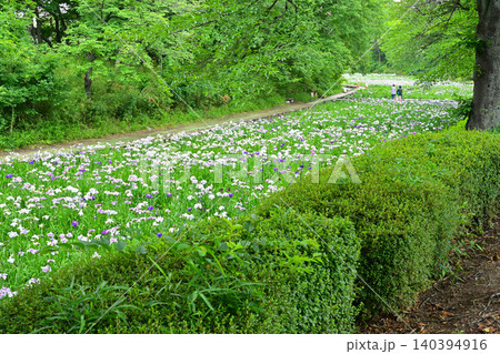 赤堀花菖蒲園 赤堀花菖蒲園 140394916