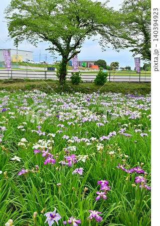 赤堀花菖蒲園 140394923