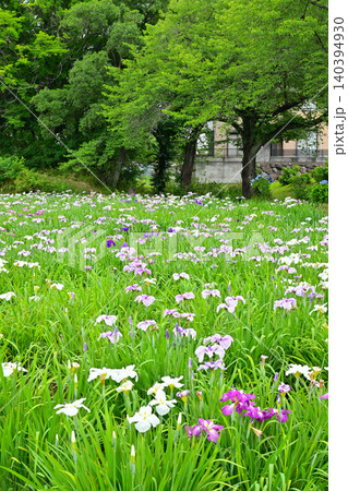 赤堀花菖蒲園 赤堀花菖蒲園 140394930