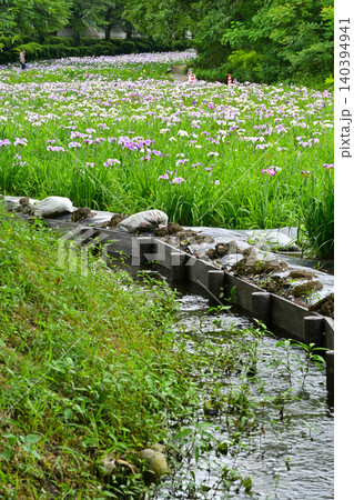 赤堀花菖蒲園 140394941