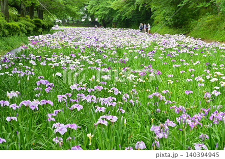 赤堀花菖蒲園 140394945