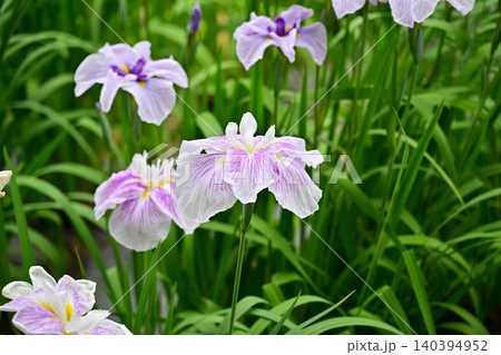 赤堀花菖蒲園 赤堀花菖蒲園 140394952