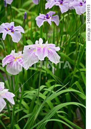 赤堀花菖蒲園 140394953
