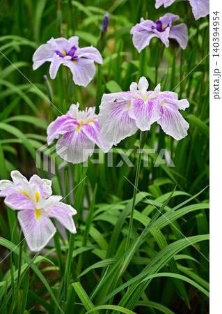 赤堀花菖蒲園 赤堀花菖蒲園 140394954