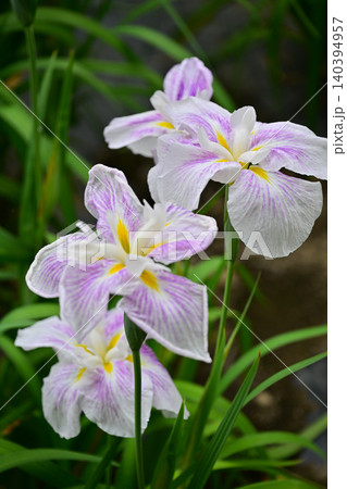 赤堀花菖蒲園 赤堀花菖蒲園 140394957