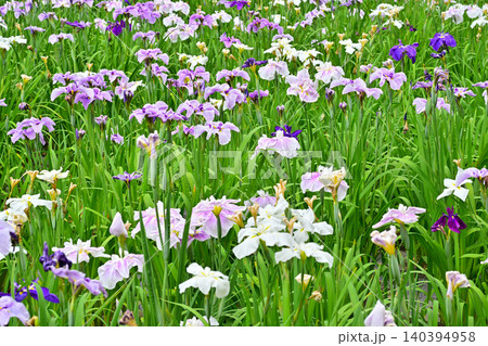赤堀花菖蒲園 140394958