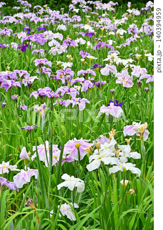 赤堀花菖蒲園 140394959