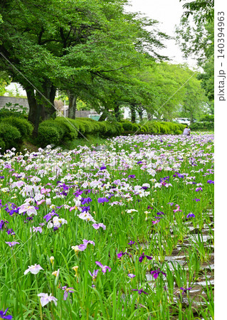 赤堀花菖蒲園 140394963