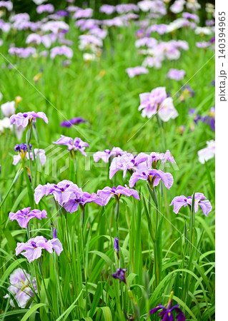 赤堀花菖蒲園 140394965