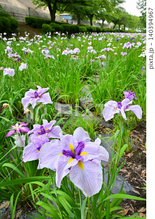 赤堀花菖蒲園 140394967