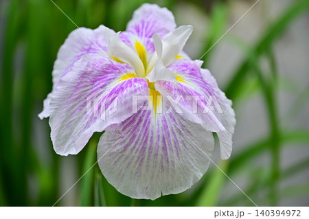 赤堀花菖蒲園 140394972