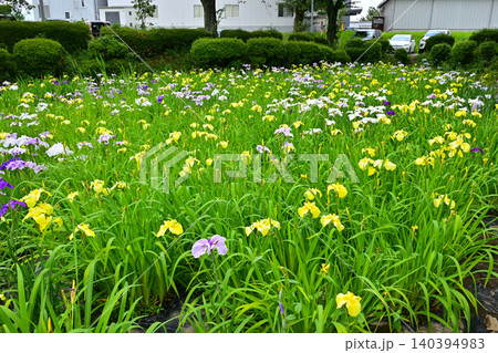 赤堀花菖蒲園 140394983