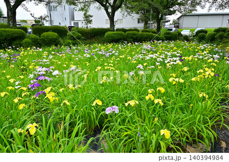 赤堀花菖蒲園 140394984