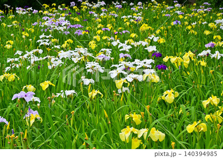 赤堀花菖蒲園 140394985