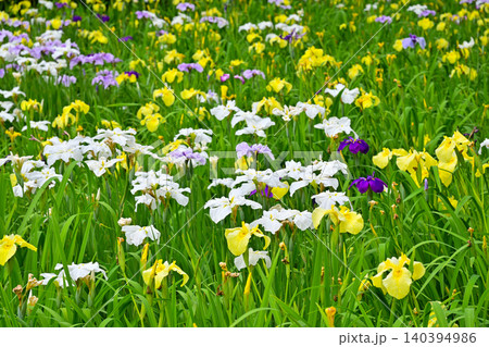 赤堀花菖蒲園 140394986