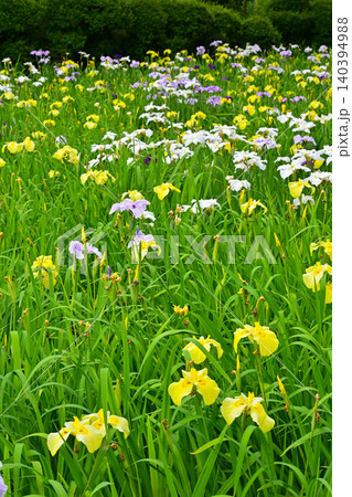赤堀花菖蒲園 赤堀花菖蒲園 140394988