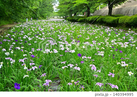 赤堀花菖蒲園 赤堀花菖蒲園 140394995