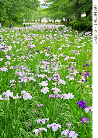赤堀花菖蒲園 赤堀花菖蒲園 140394997