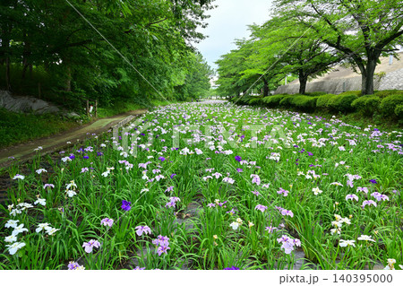赤堀花菖蒲園 140395000